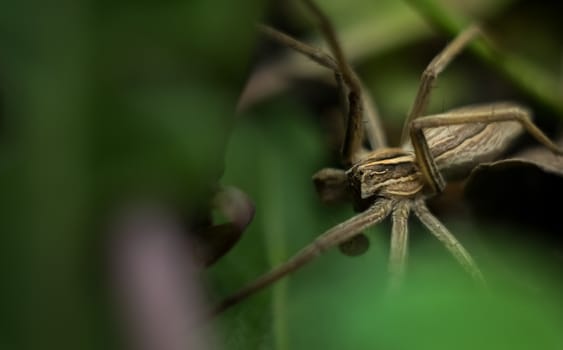 Macro view of beautiful gray garden spider