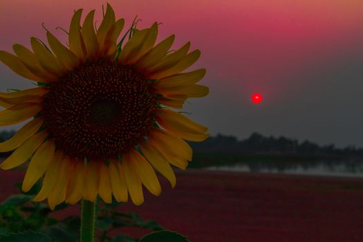 Silhouette of sunflower in the field at sunset, feeling dark tone