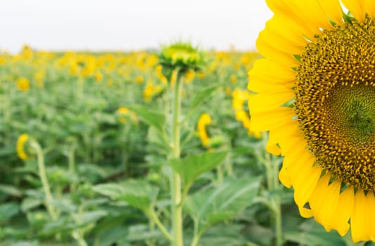 Closeup sunflower on the field, selective focus