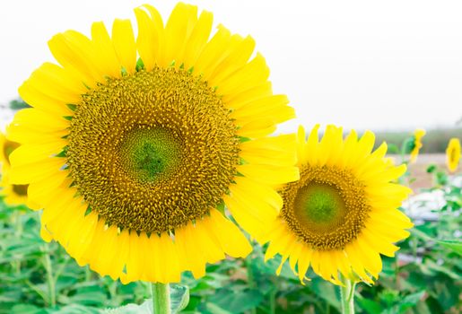 Closeup sunflower on the field, selective focus