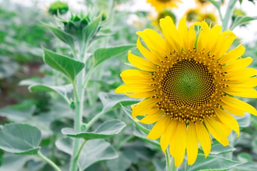 Closeup sunflower on the field, selective focus