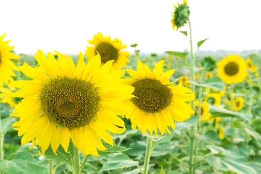 Closeup sunflower, selective focus