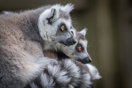 Close up of two ring tailed lemurs looking towards the right in side profile and staring inquisitively