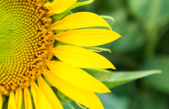 Sunflower with blur background, selective focus