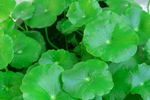 Closeup Centella asiatica or gotu kola in the pot, ayurveda herbal medicine