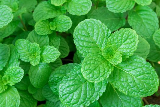 Closeup fresh pepper mint plant at the nature