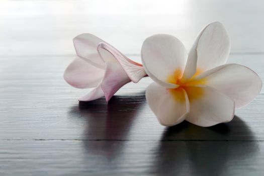 Closeup Plumeria or Frangipani Tropical flowers on wood table, selective focus