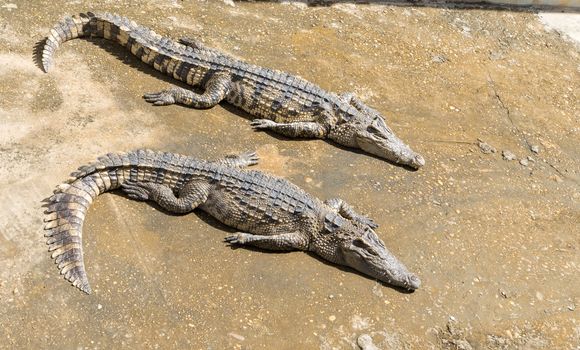 Closeup of crocodile with sun light
