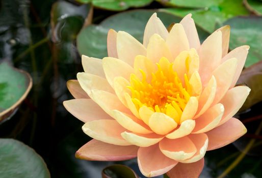 Closeup of beautiful old rose lotus flower