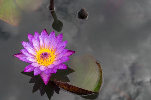 Pink lotus flower on the pond