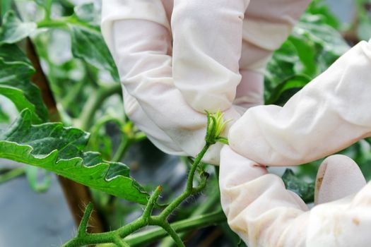 Closeup hand holding flower of tomatoes for preparing to pollination