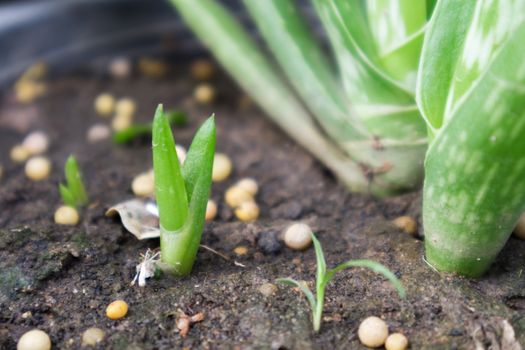 Closeup shoots aloe vera in pot