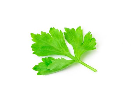 Celery leaf on white background