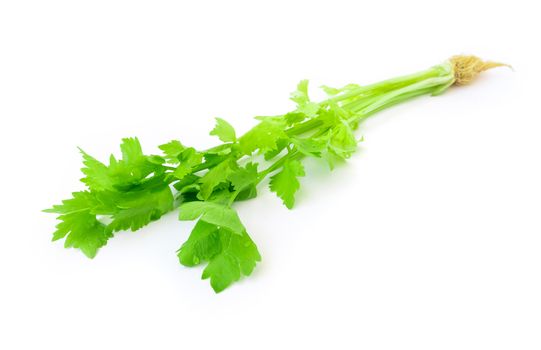 Closeup fresh celery on white background, Raw material for make cooking