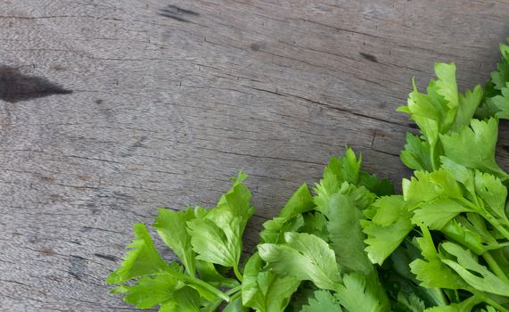 Closeup celery on wood background