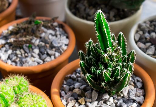 Green cactus in pat with light of sun at afternoon