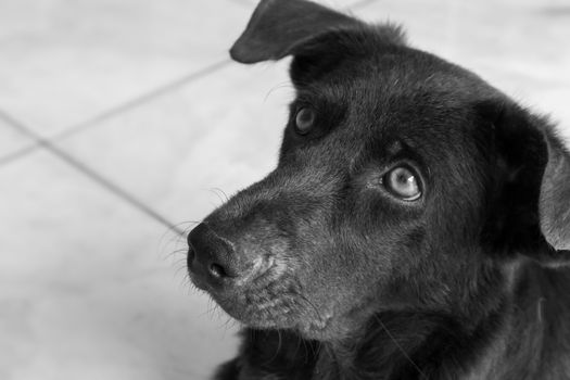 Closeup face of dog looking for something, black and white color tone