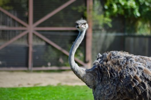 Head of a female ostrich in an animal park in France