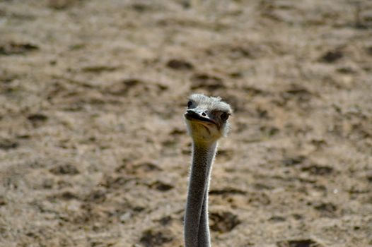 Head of a female ostrich in an animal park in France