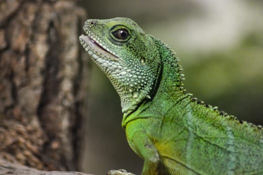 Green Iguana on a branch in the park of Amnéville in the Meuse in France