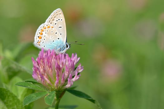 Common blue (Polyommatus icarus) on summer flower