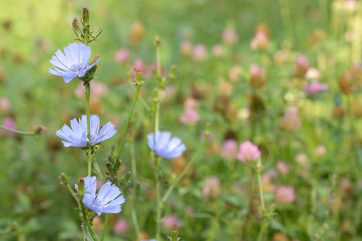 Blue chicory herb in the summer field