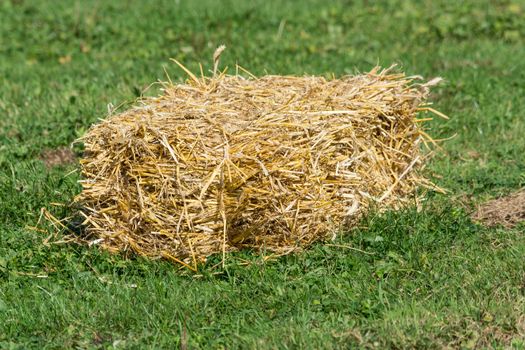 Small bales of straw on a green field.