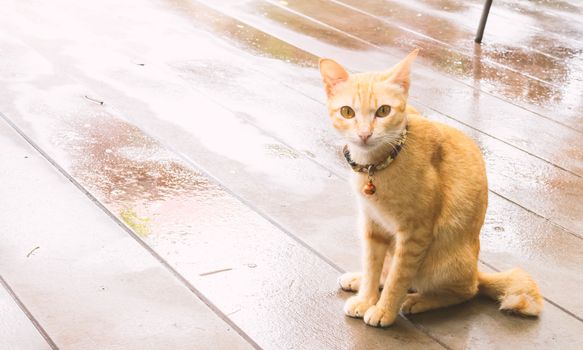 Cat waiting for something with hope, vintage and soft tone color