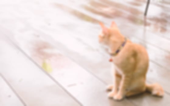 Cat waiting for something with hope, blur background concept