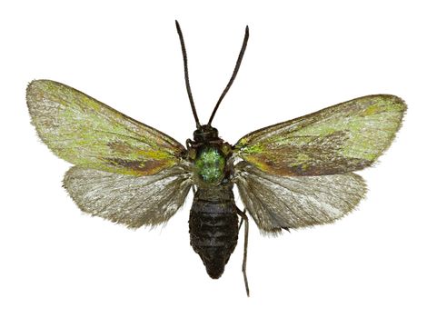 Green Forester on white Background  -  Adscita statices (Linnaeus, 1758)
