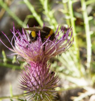 macro of a bumblebee on a summer flower