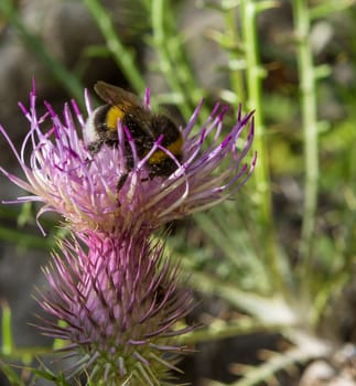 macro of a bumblebee on a summer flower