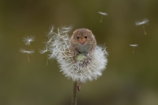 A harvest mouse balances precariously on a dandelion clock with the seeds blowing in the wind