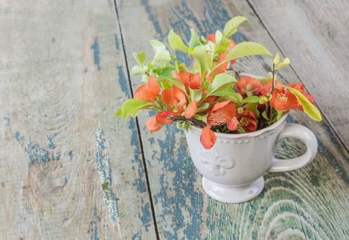 Flowers of Japanese quince in a tea cup on a background of old wooden boards