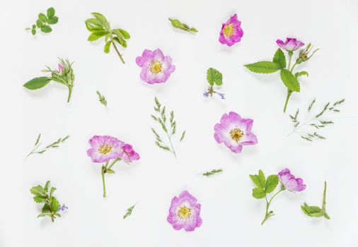 Natural background: light green leaves and pink wild rose flowers on white background; top view;  flat lay