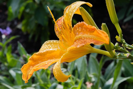 The lily flower is orange, all in large rain drops