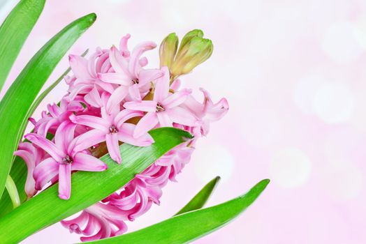 Pink hyacinth flower closeup on pink background with bokeh