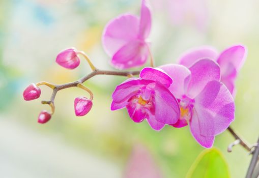 Blossoming branch of purple orchids on a nature background