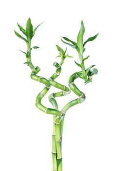 Three houseplant stem of Lucky Bamboo (Dracaena Sanderiana) with green leaves, twisted into a spiral shape, isolated on white background