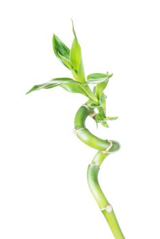 Single houseplant stem of Lucky Bamboo (Dracaena Sanderiana) with green leaves, twisted into a spiral shape, isolated on white background