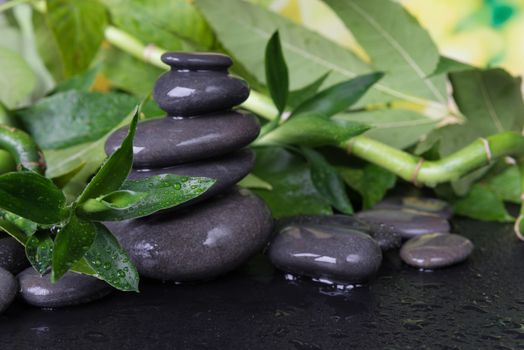 Spa concept with gray wet massage stones and lush green foliage covered with water drops on a black background