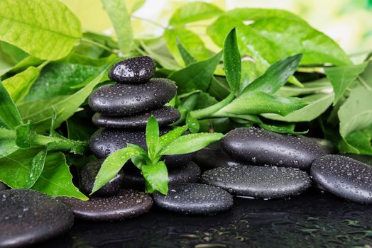 Spa concept with black basalt massage stones and lush green foliage covered with water drops on a black background