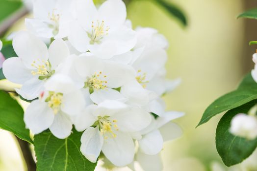 White delicate flowers of apple tree close-up in a spring garden at early morning