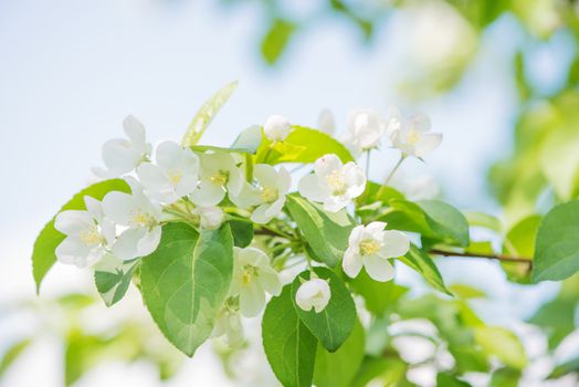 White delicate flowers of apple tree close-up in a spring garden against the blue sky