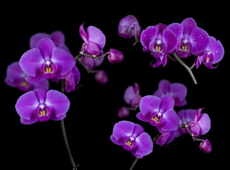 Set of images of purple orchid flowers isolated on a black background