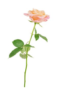Elegant pink rose on a long stem with green leaves isolated on white background, side view