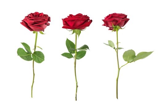 Set of three luxurious dark-red roses on a long stem with green leaves isolated on white background, side view