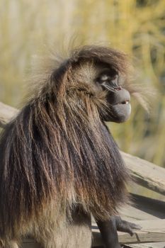 Monkey baboon gelada sitting on a tree trunk in the park of Amnéville in France