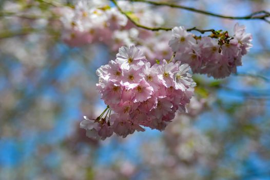 Japanese cherry blossom cluster on a blurred background