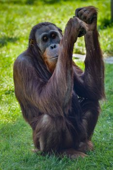 Monkey Orang-Outang walking in a green meadow in an animal park